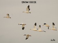 Snow Geese